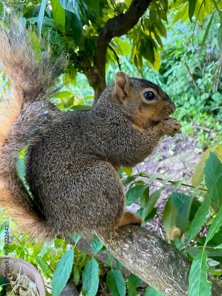 Squirrel Tree Balance 03 Squirrel Tree Balance 03