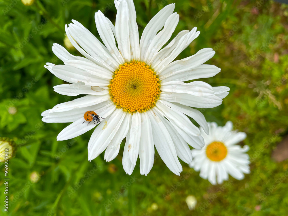 Fototapeta premium Daisy Mandala with Ladybug 02