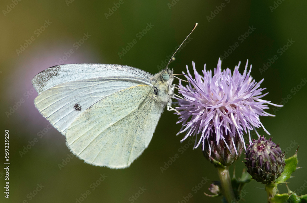 Naklejka premium Cabbage Buterfly