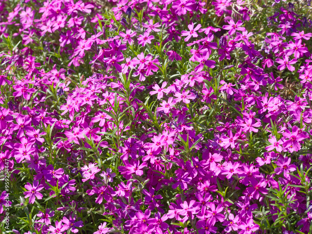 Pink flowers meadow. Pink phlox subulate field. Flowers landscape. Pink moos phlox flowers. Spring background. Spring flowers meadow. Greeting card, invitation. Pink aesthetic. Floral texture. Pink flowers meadow. Pink phlox subulate field. Flowers landscape. Pink moos phlox flowers. Spring background. Spring flowers meadow. Greeting card, invitation. Pink aesthetic. Floral texture.