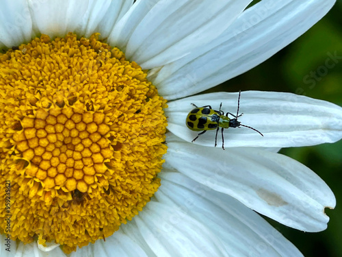 Cucumber Beetle on Daisy  02 photo