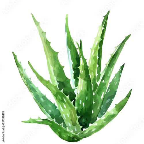 Watercolor painting of aloe vera, isolated on a white background, and aloe vera vector