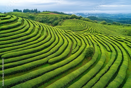 Aerial drone view of shapes of Cha Gorreana tea plantation at Sao Miguel, Azores, Portugal , ai