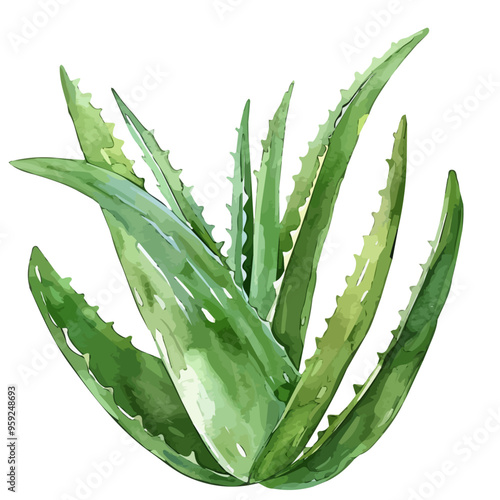 Watercolor clipart of aloe vera, isolated on a white background, and aloe vera vector