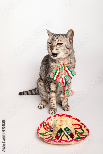 Gatitos patrios