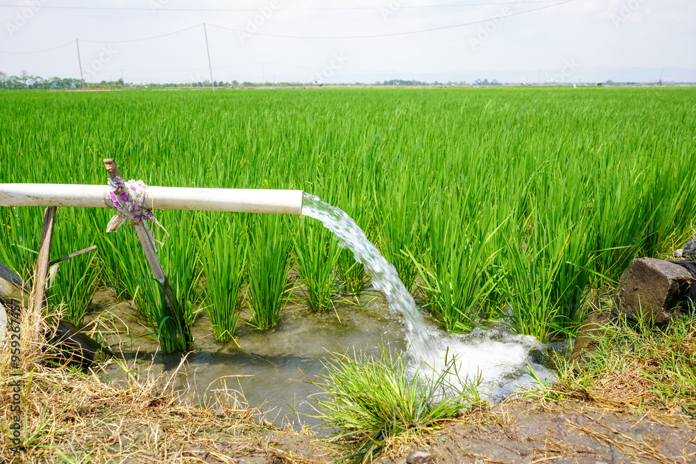 Fototapeta premium Irrigation of rice fields using pump wells with the technique of pumping water from the ground to flow into the rice fields. The pumping station where water is pumped from a irrigation canal. Pvc pipe