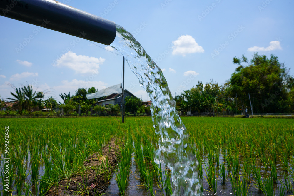 Fototapeta premium Irrigation of rice fields using pump wells with the technique of pumping water from the ground to flow into the rice fields. The pumping station where water is pumped from a irrigation canal. Pvc pipe