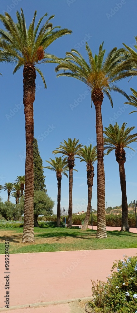 Fototapeta premium Meknes, Morocco, August 13, 2024: Stunning and attractive phone wallpapers from the lahboul historical park in the Ismaili capital of Meknes
