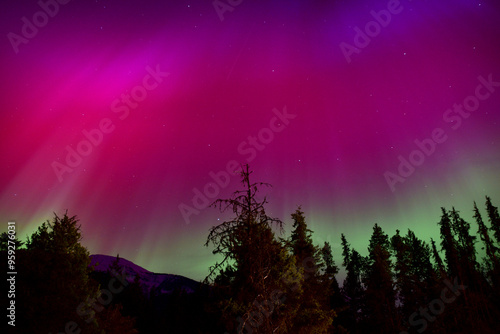 Red Pink Purple Green Aurora Borealis with trees