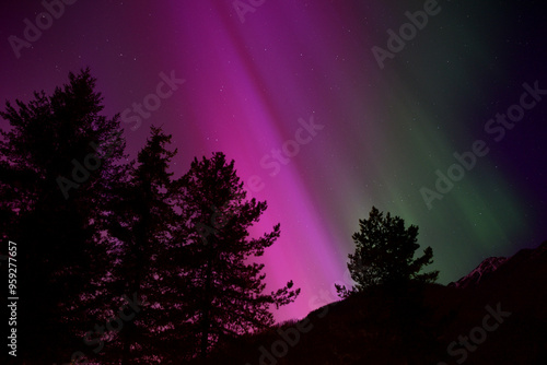 Pink Northern Lights with tree silhouetts