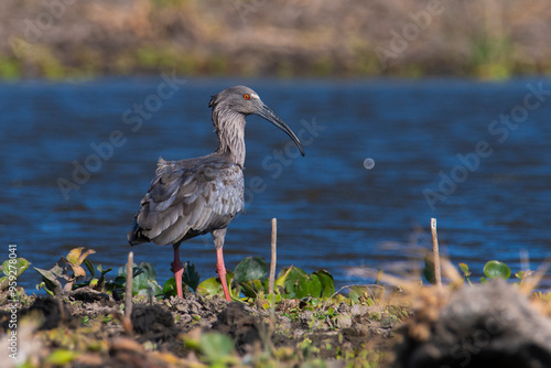 Plumbeous ibis,Theristicus caerulescens, Pantanal, Mato Grosso, Brazil. photo