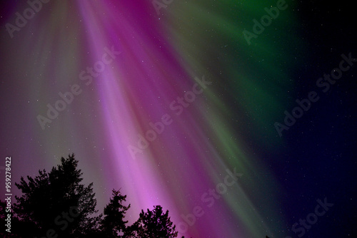 Striating Pink Aurora Borealis with Trees Silhouette