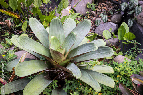 Close-up of a Giant Bromeliad (Bromelia balansae) with broad green leaves. The plant thrives among rocks and other foliage, showcasing its large, vibrant structure photo