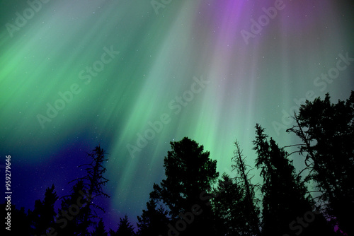 Auroras in the Night Sky Pink and Green
