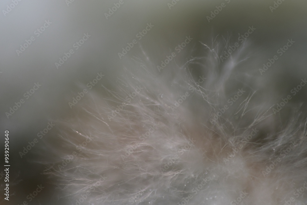 Cottony appearance and the body of rhizopus consists of branched mycelium Cottony appearance and the body of rhizopus consists of branched mycelium