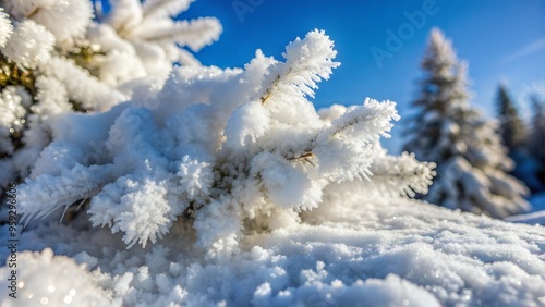  Macro Photo of Snow-Covered Fir Branch from Below in Winter