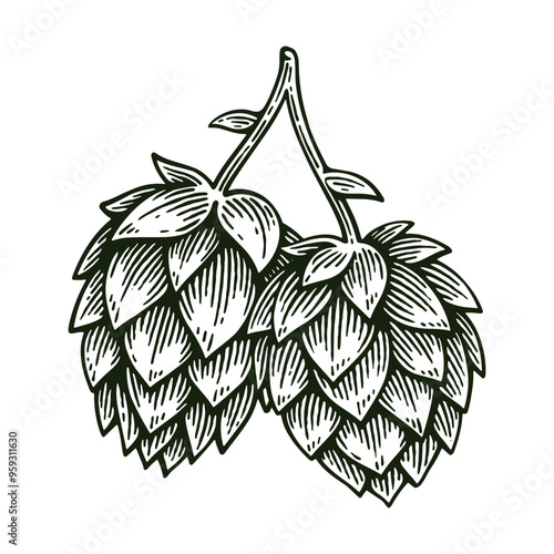 Hand Drawn Hop, Humulus Lupulus Line Art Engraving Style Vector Illustration