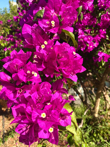 pink flowers in nature