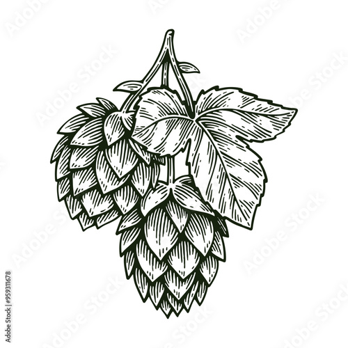 Hand Drawn Hop, Humulus Lupulus Line Art Engraving Style Vector Illustration