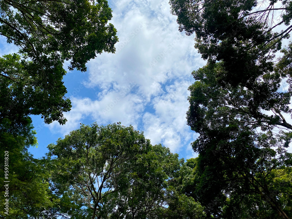 Green trees against blue sky