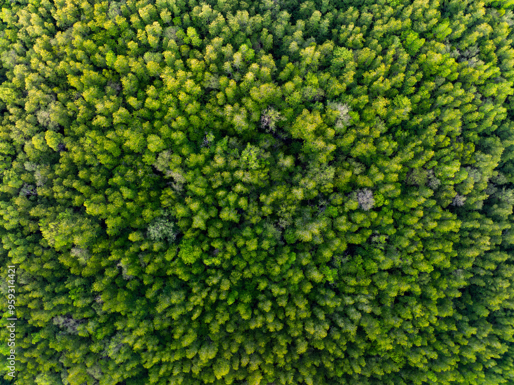 Amazing abundant mangrove forest, Aerial view of forest trees Rainforest ecosystem and healthy environment background, Texture of green trees forest top down, High angle view Amazing abundant mangrove forest, Aerial view of forest trees Rainforest ecosystem and healthy environment background, Texture of green trees forest top down, High angle view