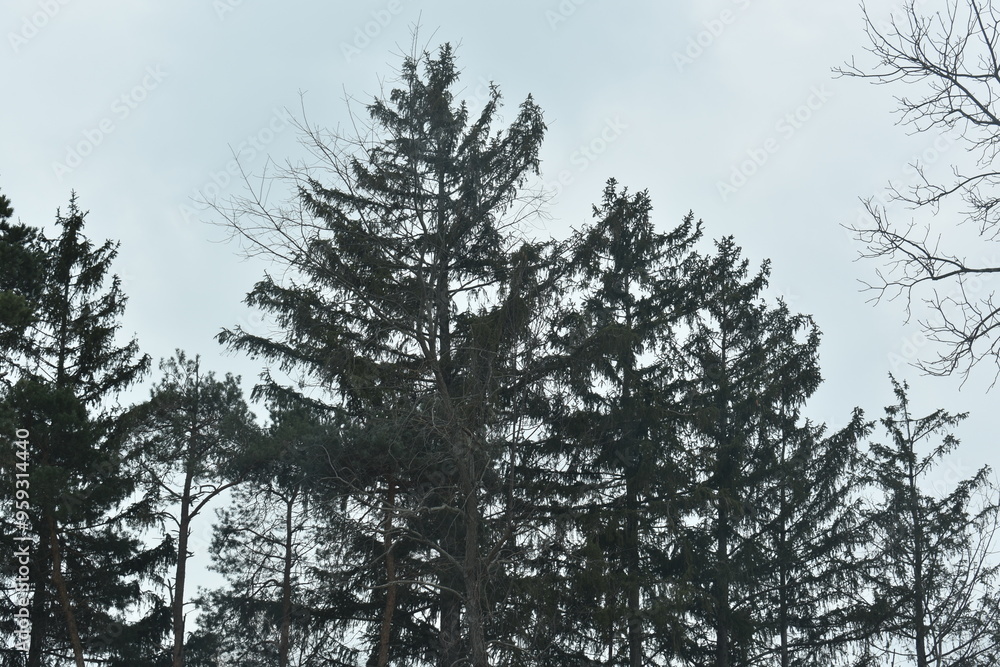 trees in the sky trees in the sky