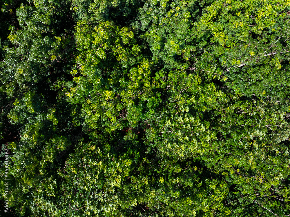 Amazing abundant mangrove forest, Aerial view of forest trees Rainforest ecosystem and healthy environment background, Texture of green trees forest top down, High angle view