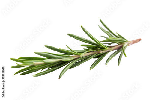 Rosemary leaf herbal is spices enhancing taste with unique aroma photo