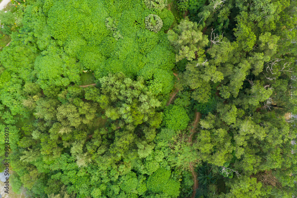 Naklejka premium Aerial view Tropical Rainforest trees mountains,Top view green forest background