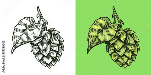 Hand Drawn Hop, Humulus Lupulus Line Art Engraving Style Vector Illustration