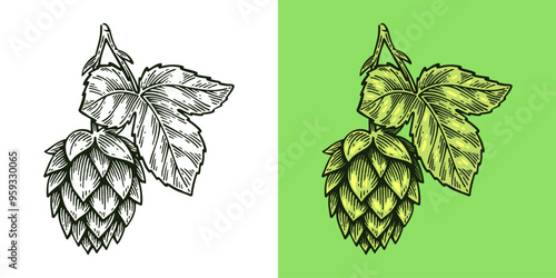 Hand Drawn Hop, Humulus Lupulus Line Art Engraving Style Vector Illustration