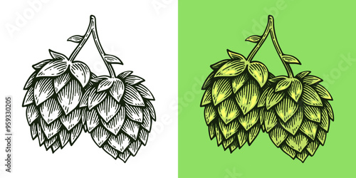 Hand Drawn Hop, Humulus Lupulus Line Art Engraving Style Vector Illustration