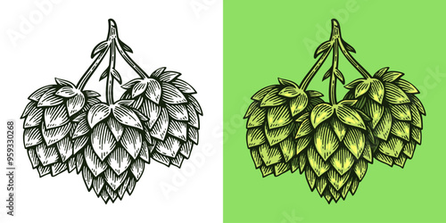 Hand Drawn Hop, Humulus Lupulus Line Art Engraving Style Vector Illustration