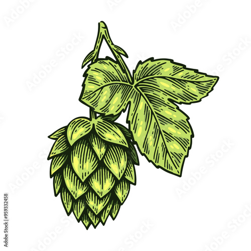 Hand Drawn Hop, Humulus Lupulus Line Art Engraving Style Vector Illustration