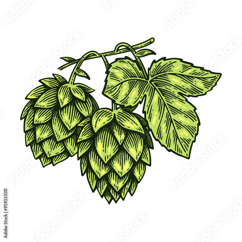 Hand Drawn Hop, Humulus Lupulus Line Art Engraving Style Vector Illustration