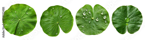 Four different types of leaves with water droplets on them on a transparent background.