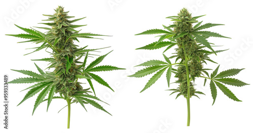 Two marijuana plants with buds on them on a transparent background.