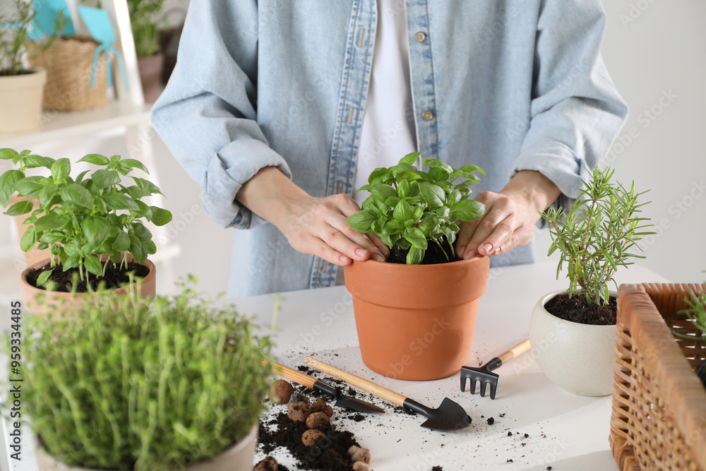 Woman transplanting herb into pot at white table, closeup Woman transplanting herb into pot at white table, closeup