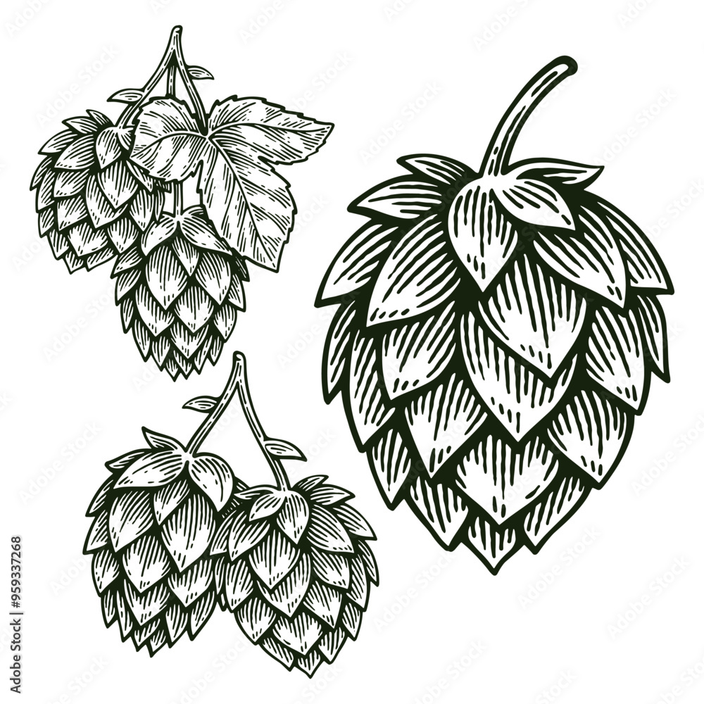 Set of Hand Drawn Hop, Humulus Lupulus Engraving Style Vector Illustration Collection Set of Hand Drawn Hop, Humulus Lupulus Engraving Style Vector Illustration Collection