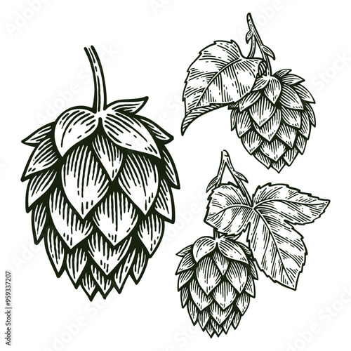 Set of Hand Drawn Hop, Humulus Lupulus Engraving Style Vector Illustration Collection