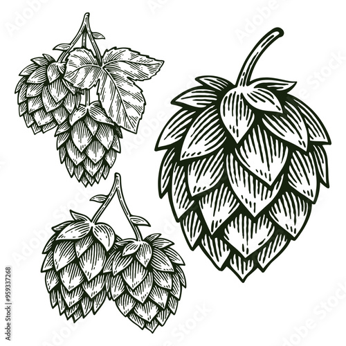 Set of Hand Drawn Hop, Humulus Lupulus Engraving Style Vector Illustration Collection