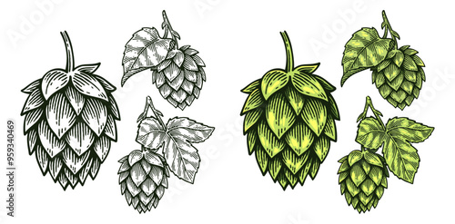Set of Hand Drawn Hop, Humulus Lupulus Engraving Style Vector Illustration Collection