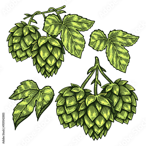 Set of Hand Drawn Hop, Humulus Lupulus Engraving Style Vector Illustration Collection