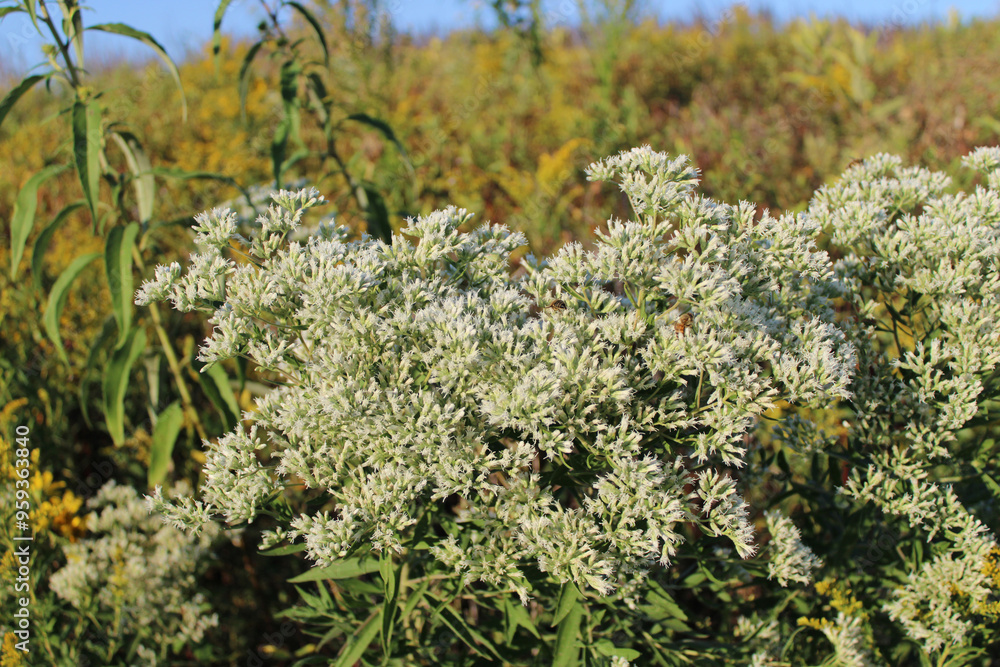 Obraz premium Tall boneset in a field with blue sky at the Linne Woods restored tallgrass prairie in Morton Grove, Illinois