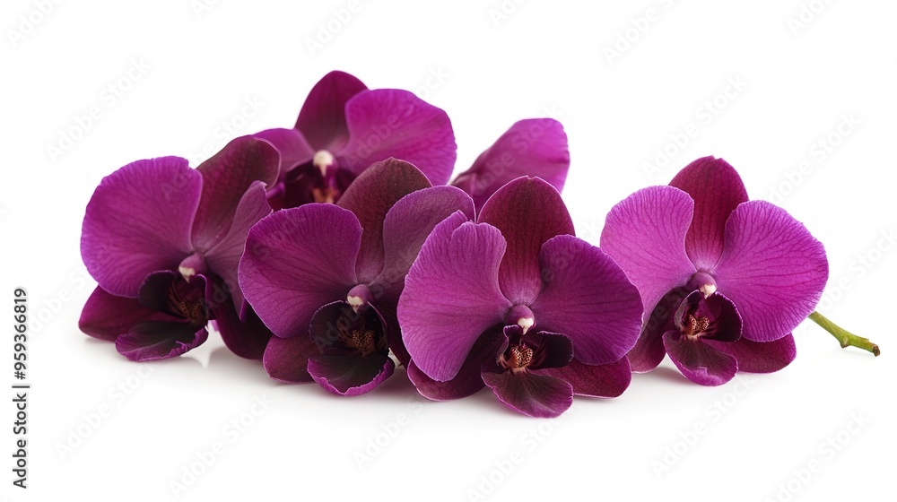 Purple orchid flowers isolated on a white background Purple orchid flowers isolated on a white background
