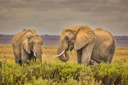 Elephant pair, Amboseli National Park photo