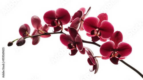 Orchid Branch on White Background photo