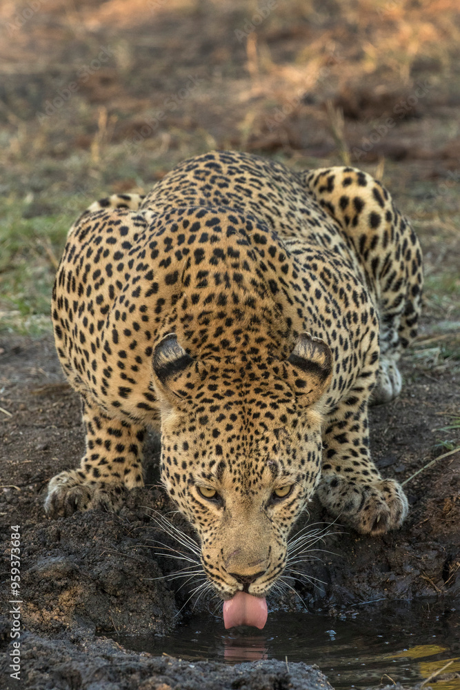 South Africa, Kruger National Park. Leopard drinking. South Africa, Kruger National Park. Leopard drinking.