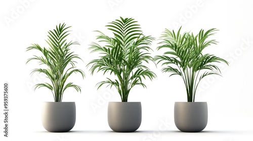 kentia palm tree grey in pots isolated on white background 