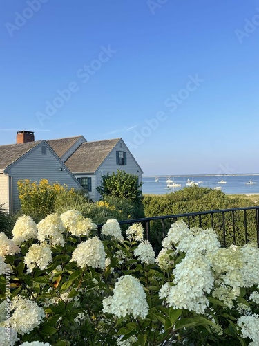 Cape Cod Massachusetts Ocean Hydrangea Landscape Aesthetic photo